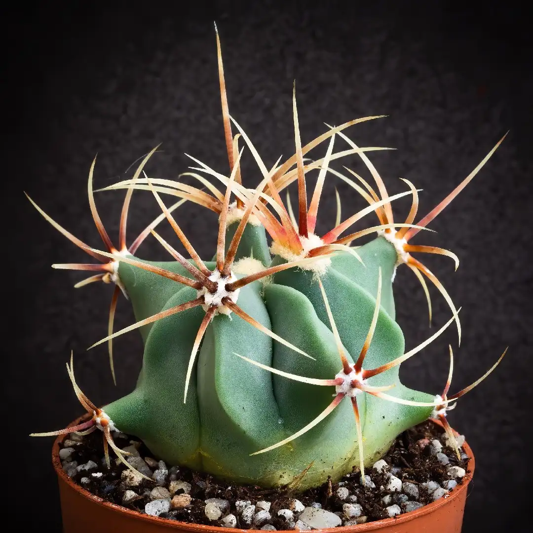 Ferocactus - PictureThis