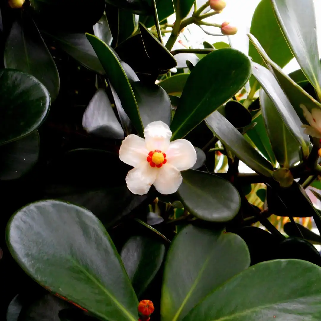 クルシア属 Clusia 花言葉 毒性 よくある質問 Picturethis クルシア属 Clusia 花言葉 毒性 よくある質問 Picturethis