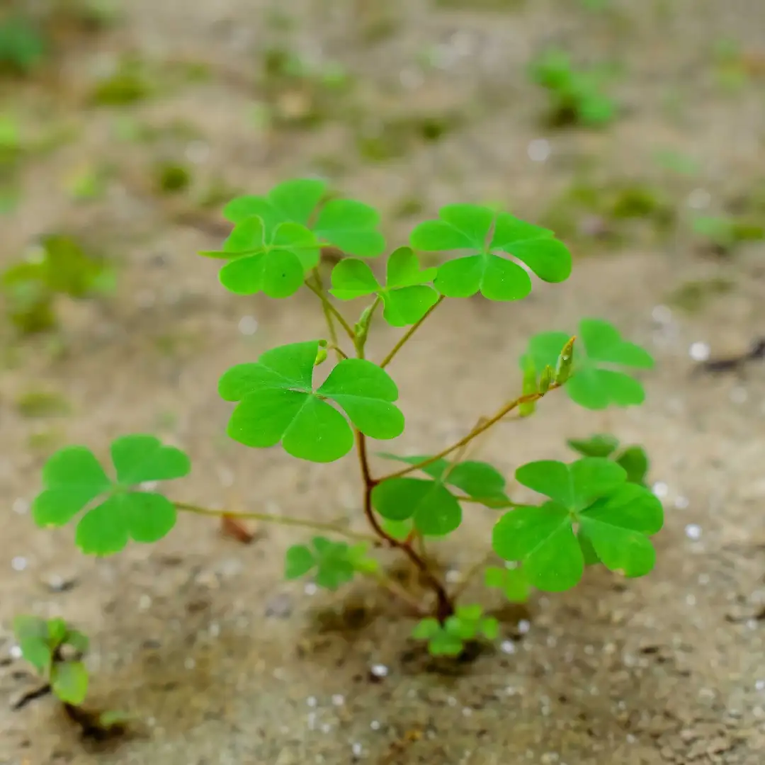 カタバミ属 Oxalis 花言葉 毒性 よくある質問 Picturethis