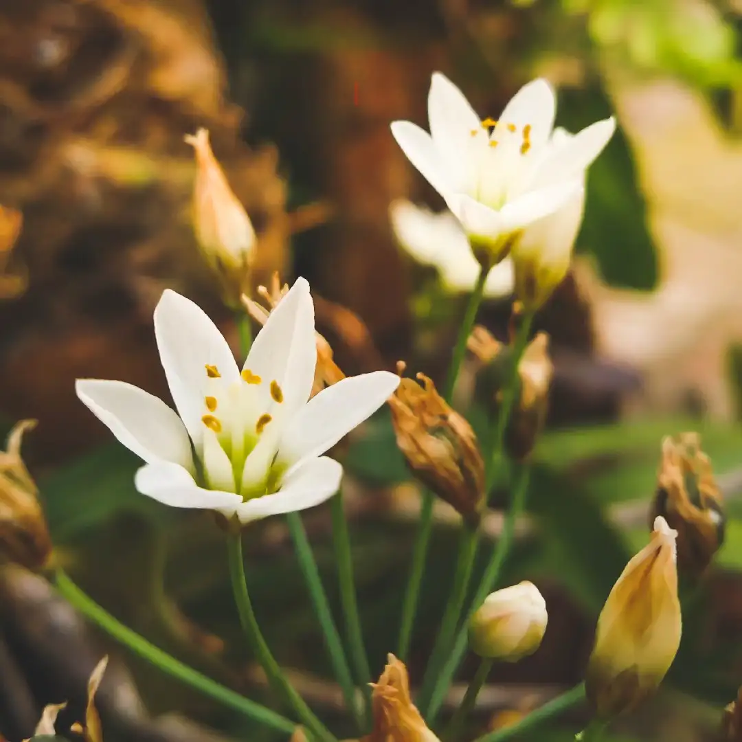 ハタケニラ属 Nothoscordum 花言葉 毒性 よくある質問 Picturethis ハタケニラ属 Nothoscordum 花言葉 毒性 よくある質問 Picturethis