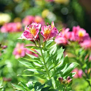 アルストロメリア (Alstroemeria hybrida) - PictureThis