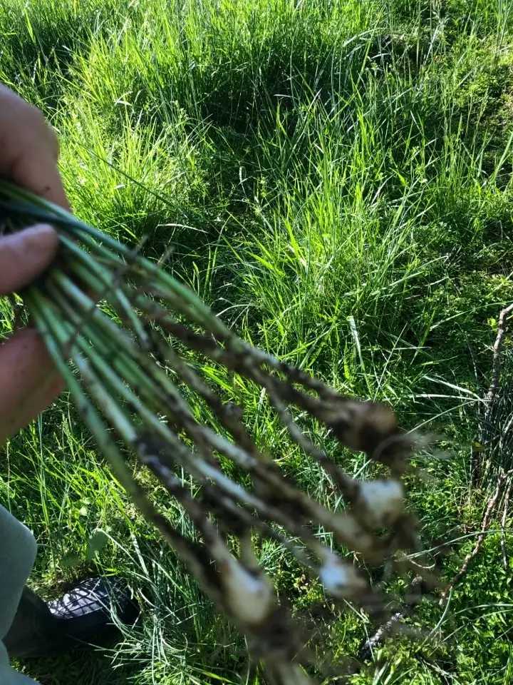 ネギ属 Allium 花言葉 毒性 よくある質問 Picturethis ネギ属 Allium 花言葉 毒性 よくある質問 Picturethis