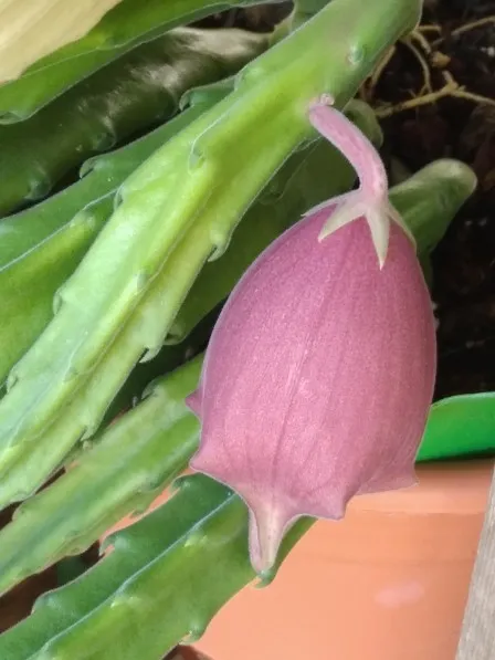 スタペリア 鐘楼閣の判定方法 (Stapelia leendertziae)