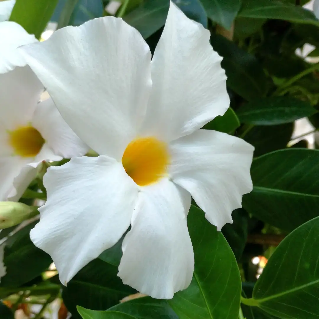 マンデビラ属 Mandevilla 花言葉 毒性 よくある質問 Picturethis マンデビラ属 Mandevilla 花言葉 毒性 よくある質問 Picturethis