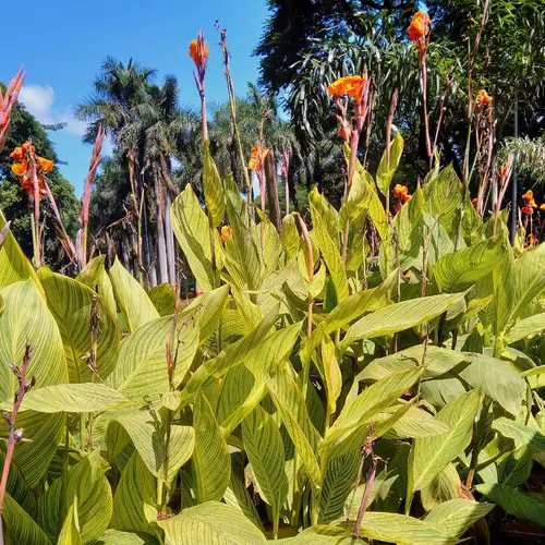 How and When to Fertilize Canna Lilies