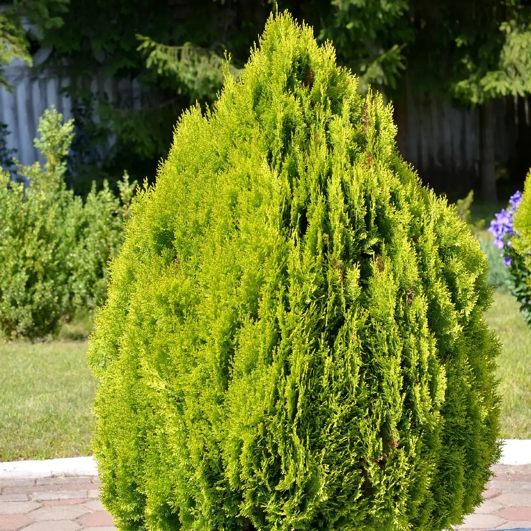 コノテガシワ属 Platycladus 花言葉 毒性 よくある質問 Picturethis