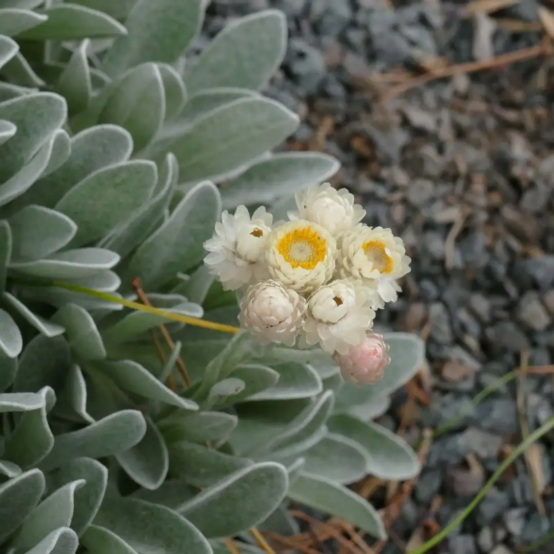 ヘリクリサム属 Helichrysum 花言葉 毒性 よくある質問 Picturethis