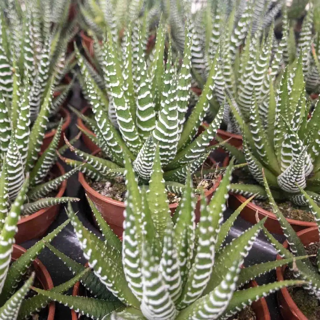 ハオルチオプシス属 Haworthiopsis 花言葉 毒性 よくある質問 Picturethis ハオルチオプシス属 Haworthiopsis 花言葉 毒性 よくある質問 Picturethis