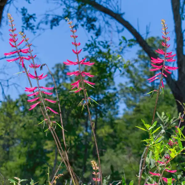 デイゴ属 Erythrina 花言葉 毒性 よくある質問 Picturethis デイゴ属 Erythrina 花言葉 毒性 よくある質問 Picturethis