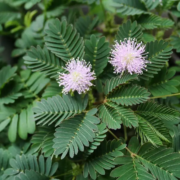 オジギソウ お辞儀草 Mimosa Pudica 花言葉 毒性 よくある質問 Picturethis オジギソウ お辞儀草 Mimosa Pudica 花言葉 毒性 よくある質問 Picturethis