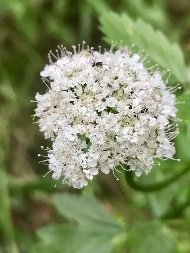 セリ属 Oenanthe 花言葉 毒性 よくある質問 Picturethis