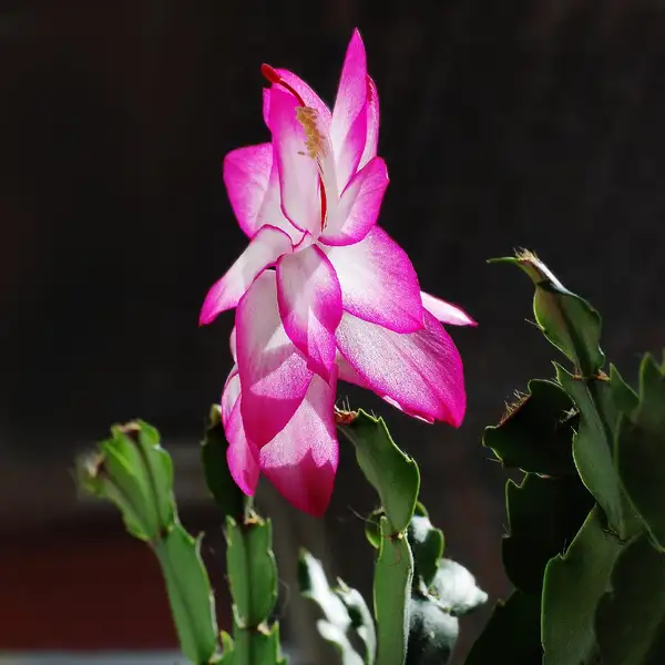 カニバサボテン 蟹葉サボテン Schlumbergera Bridgesii 花言葉 毒性 よくある質問 Picturethis