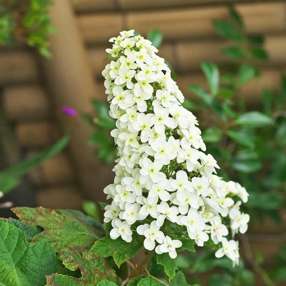 カシワバアジサイ 柏葉紫陽花 のお世話ガイド 育て方 育て方 潅水 施肥 剪定 病気 Picturethis