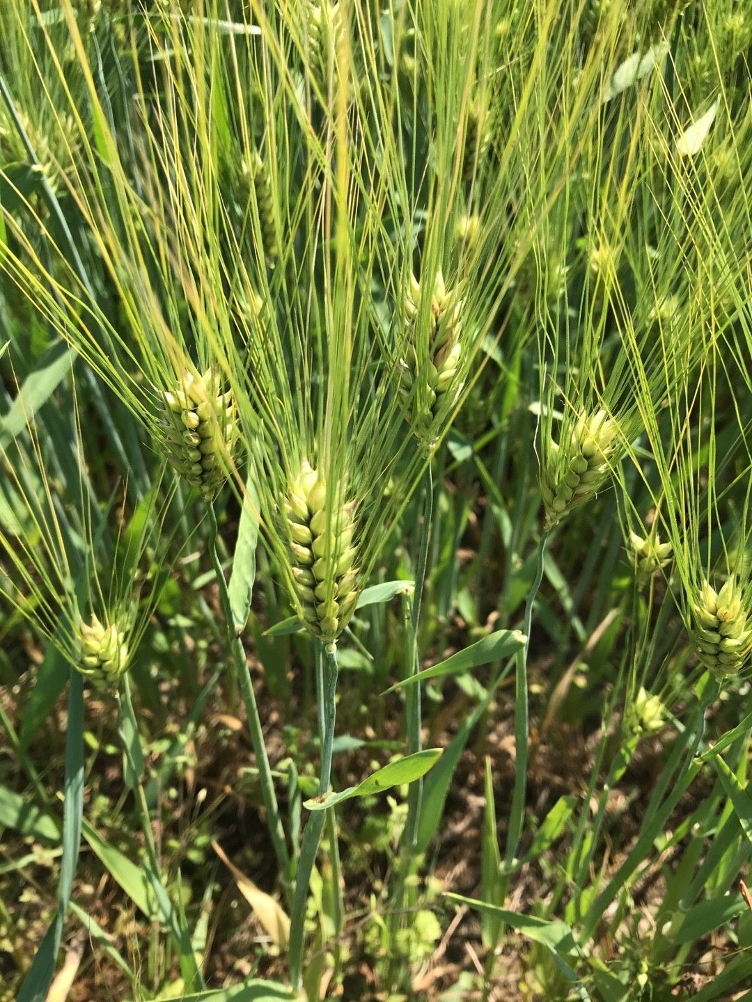 hordeum vulgare