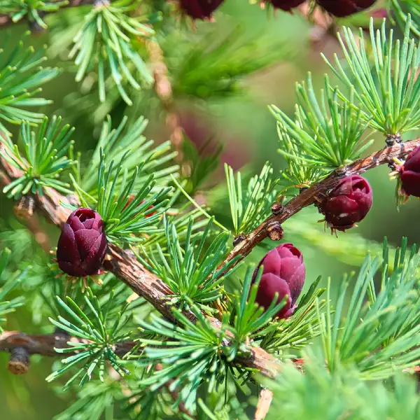アメリカカラマツ Larix Laricina 花言葉 毒性 よくある質問 Picturethis