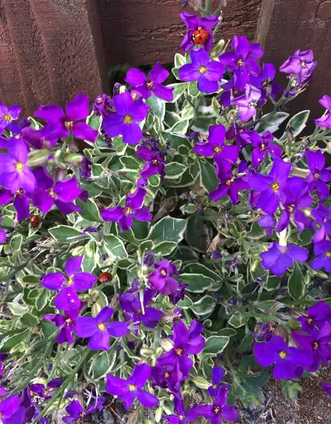 ムラサキナズナ属 Aubrieta 花言葉 毒性 よくある質問 Picturethis