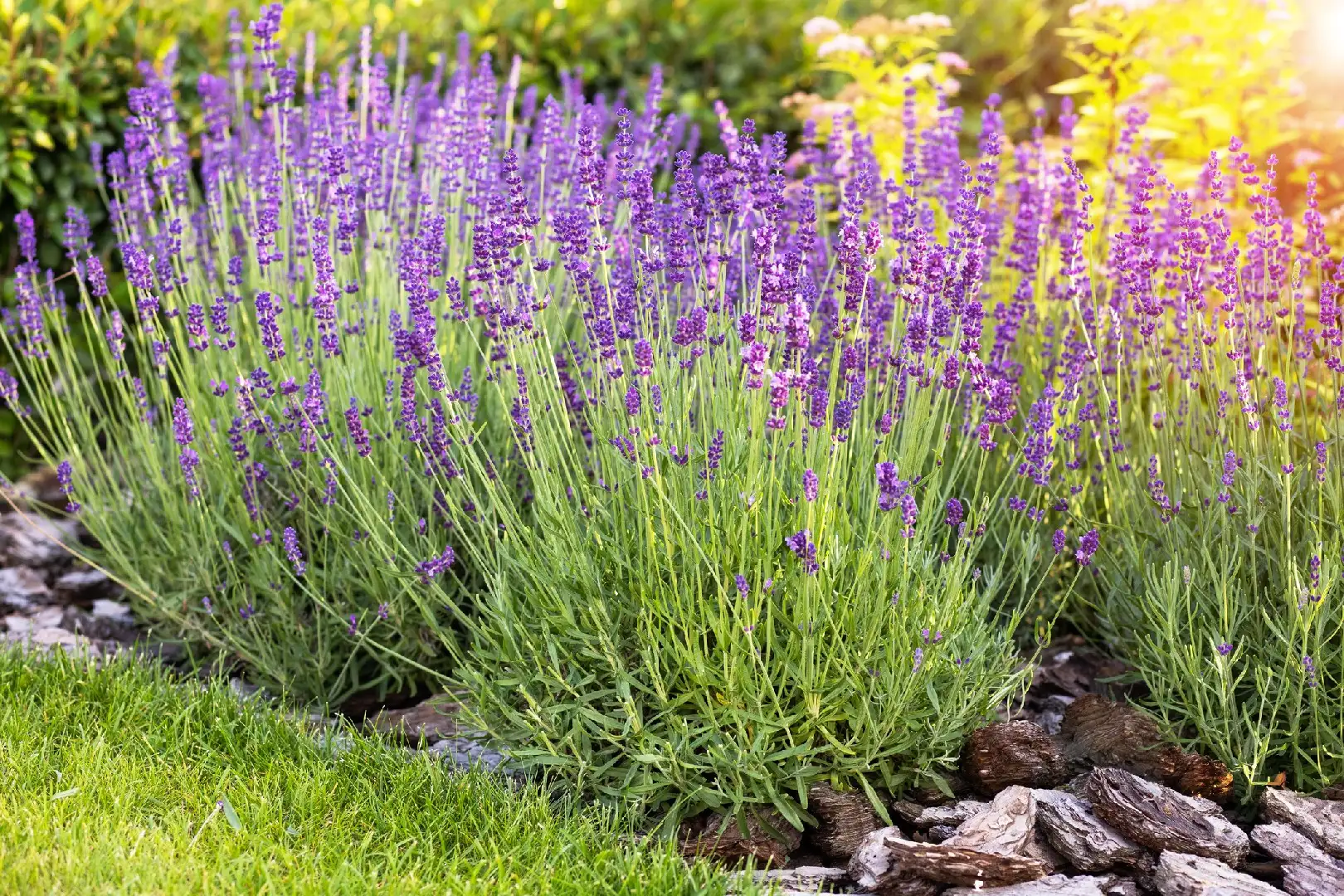 Clover House: The Benefits and Joy of Lavender
