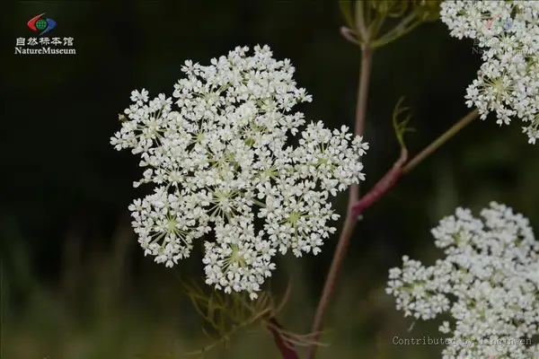 ミヤマウイキョウ 深山茴香 Rupiphila Tachiroei 花言葉 毒性 よくある質問 Picturethis