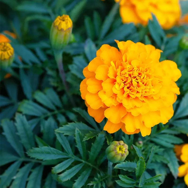 Are shops african marigolds poisonous to dogs