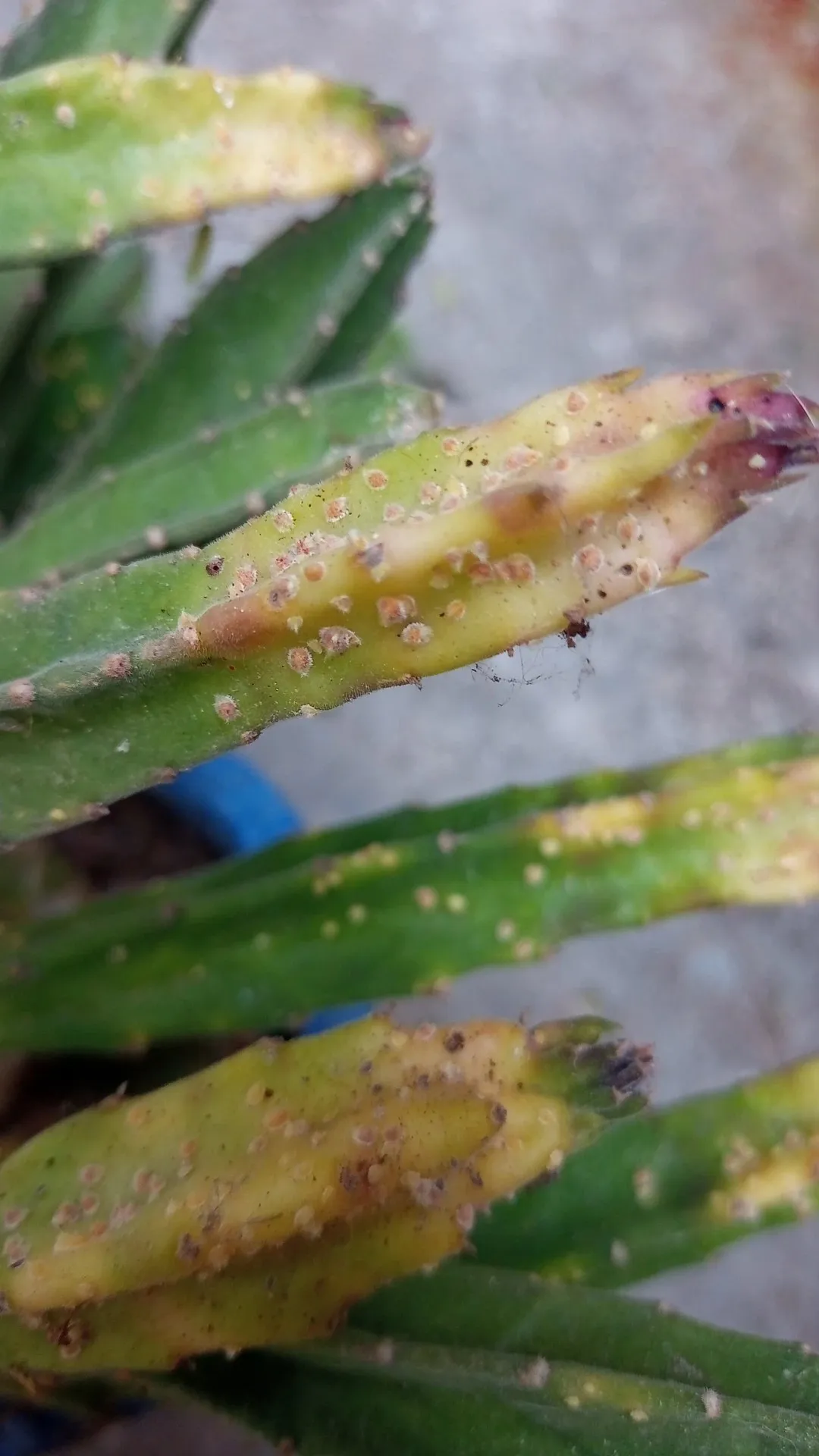 スタペリア 鐘楼閣の判定方法 (Stapelia leendertziae)