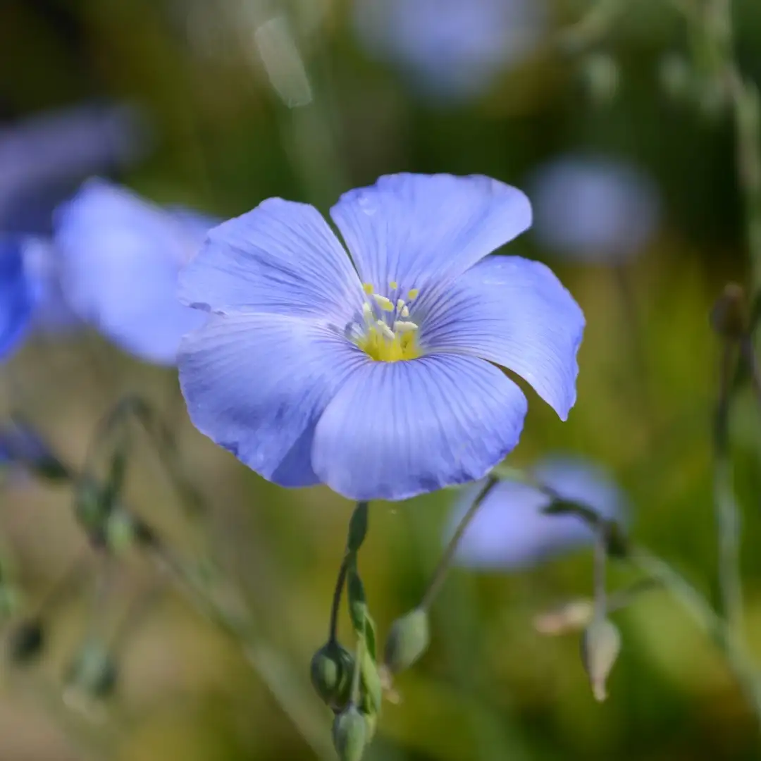 アマ属 Linum 花言葉 毒性 よくある質問 Picturethis