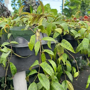 エスキナンサス・ロンギカウリス (Aeschynanthus longicaulis) - PictureThis