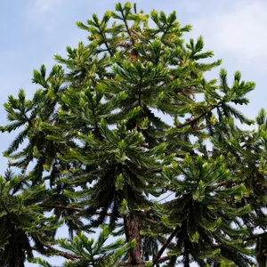 🍀 วิธีปลูกและดูแล Araucaria hunsteinii