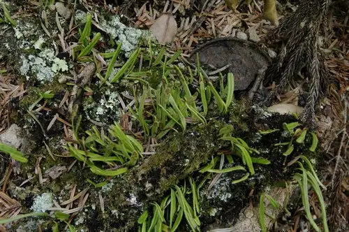 ヒメノキシノブ Lepisorus Onoei 花言葉 毒性 よくある質問 Picturethis