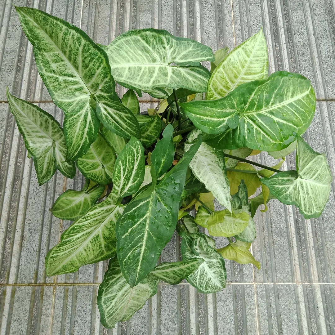 Syngonium Golden Feel Green - 30cm 