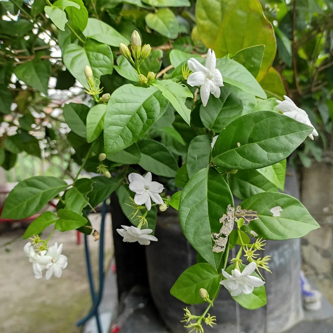 Arabian jasmine (Jasminum sambac) Flower, Leaf, Care, Uses - PictureThis