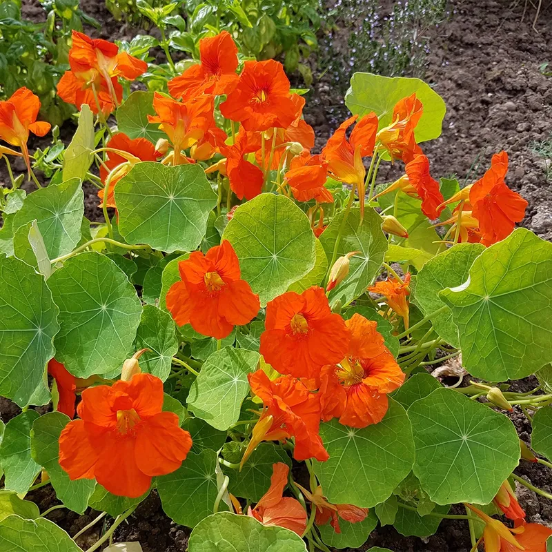 How to Choose the Best Soil for Garden nasturtium