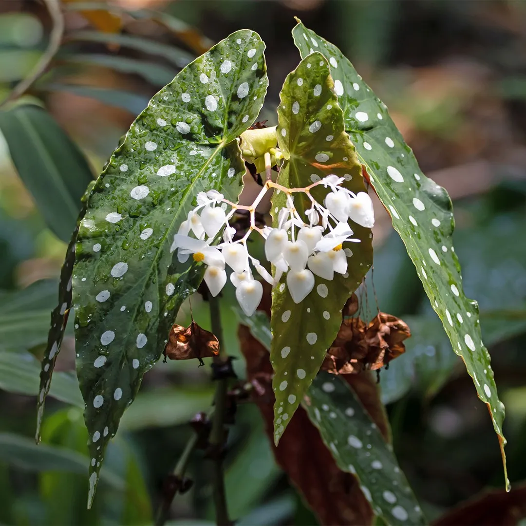 Polka dot begonia (Begonia maculata) Flower, Leaf, Care, Uses