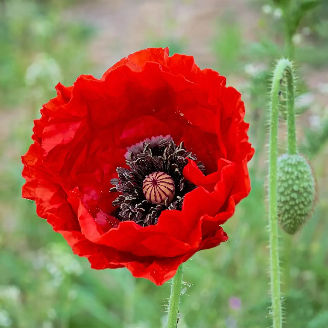 The Poppy Patch – Botanics Stories