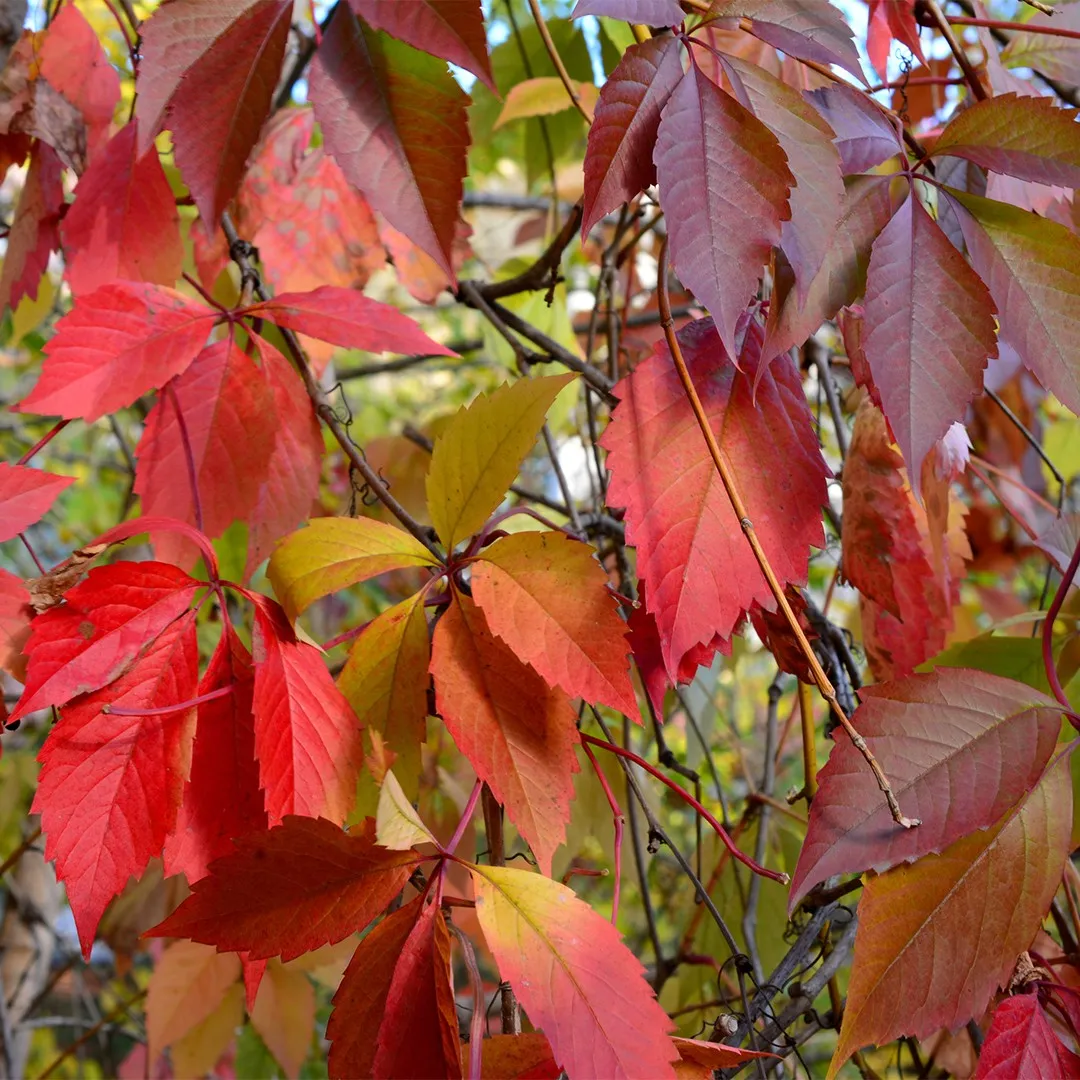 Growing Virginia Creeper Vine - Caring For And Pruning Virginia