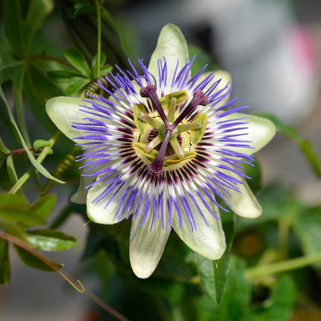 トケイソウ（時計草） (Passiflora caerulea) 花言葉，毒性，よくある質問 - PictureThis