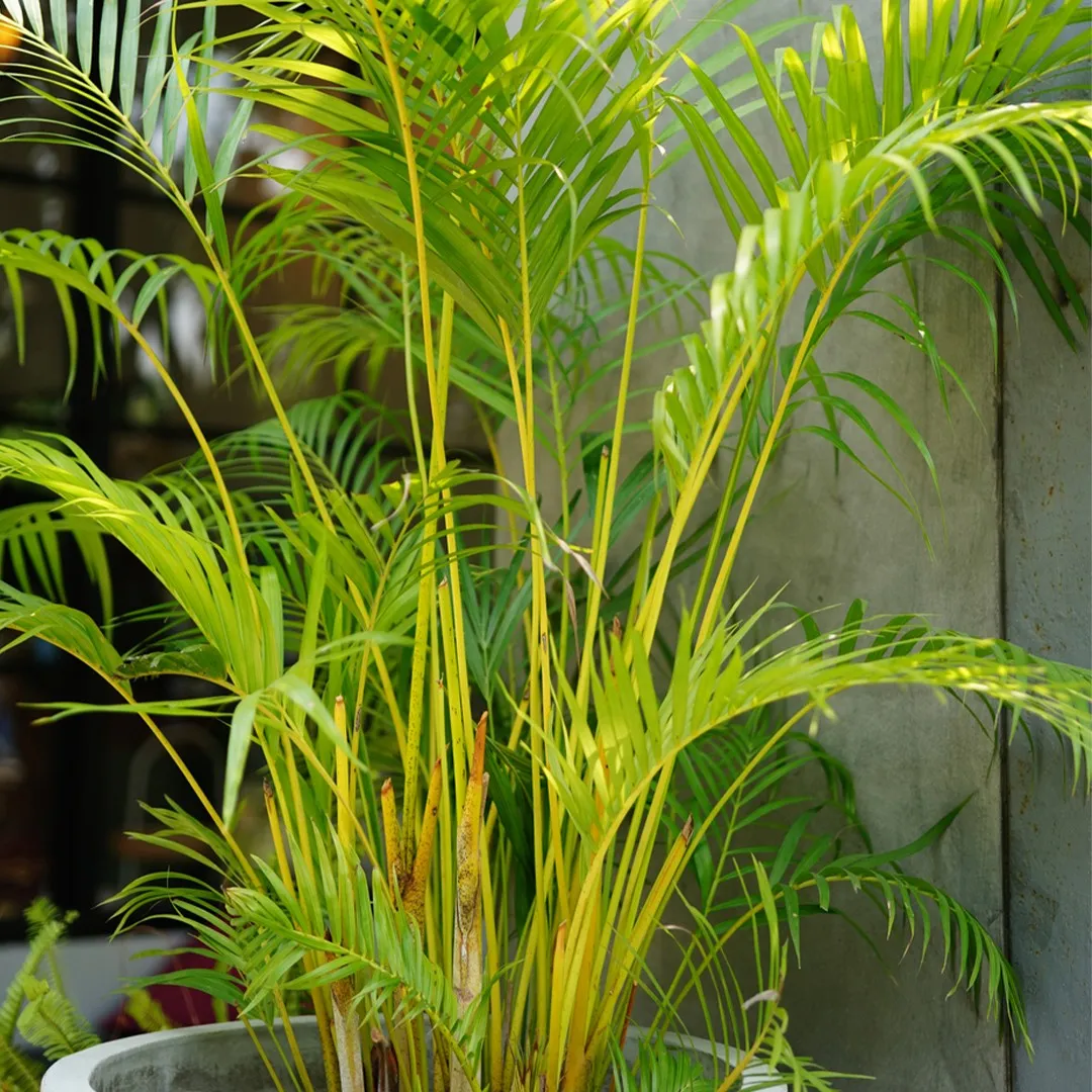 Traveller's palms (Ravenala) Flower, Leaf, Care, Uses - PictureThis