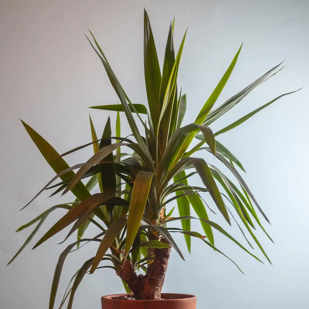 Quando potare le piante in vaso? Una guida