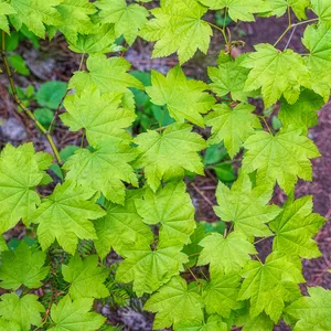 ハウチワカエデ（羽団扇楓） (Acer japonicum) - PictureThis