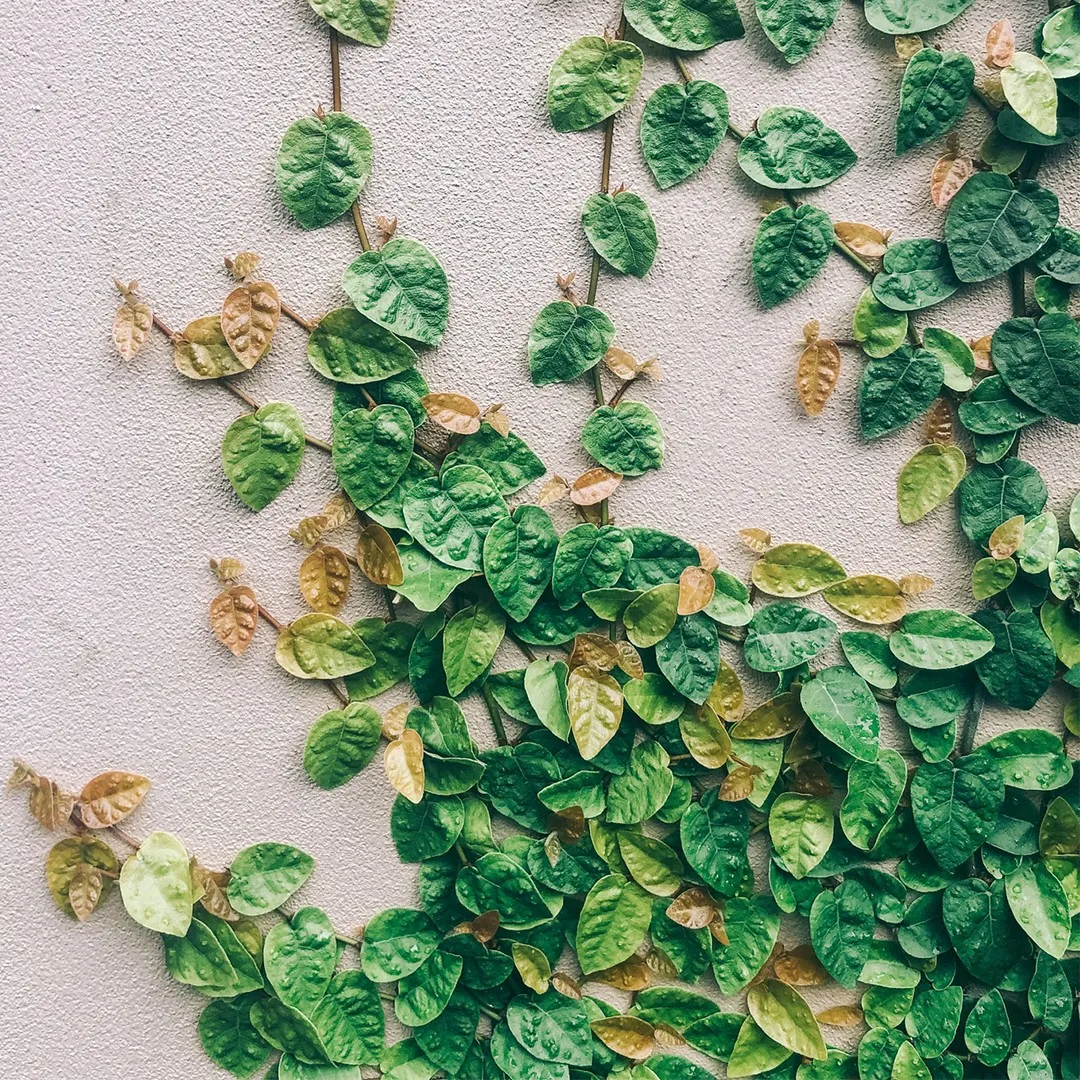 Dog Keeps Chewing Moss Out of Artificial Fig Tree