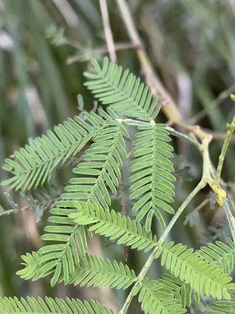 相思樹（アカシア木片）acasia - 植物/観葉植物