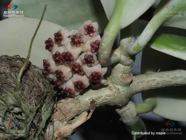 桜蘭 ホヤ 1 Macrophylla Albomarginata 花も Pangluon Com