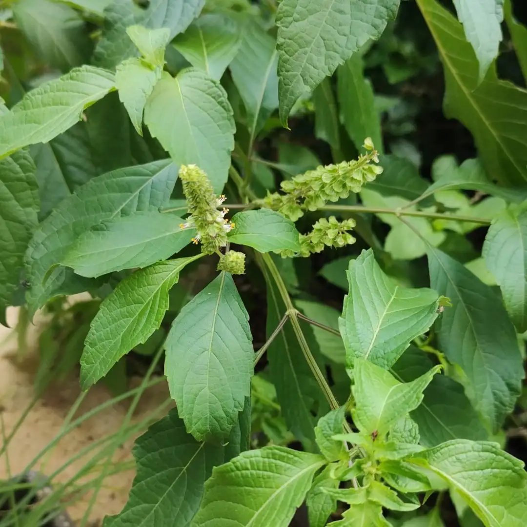 How many hours of sunlight does African basil need to grow PictureThis