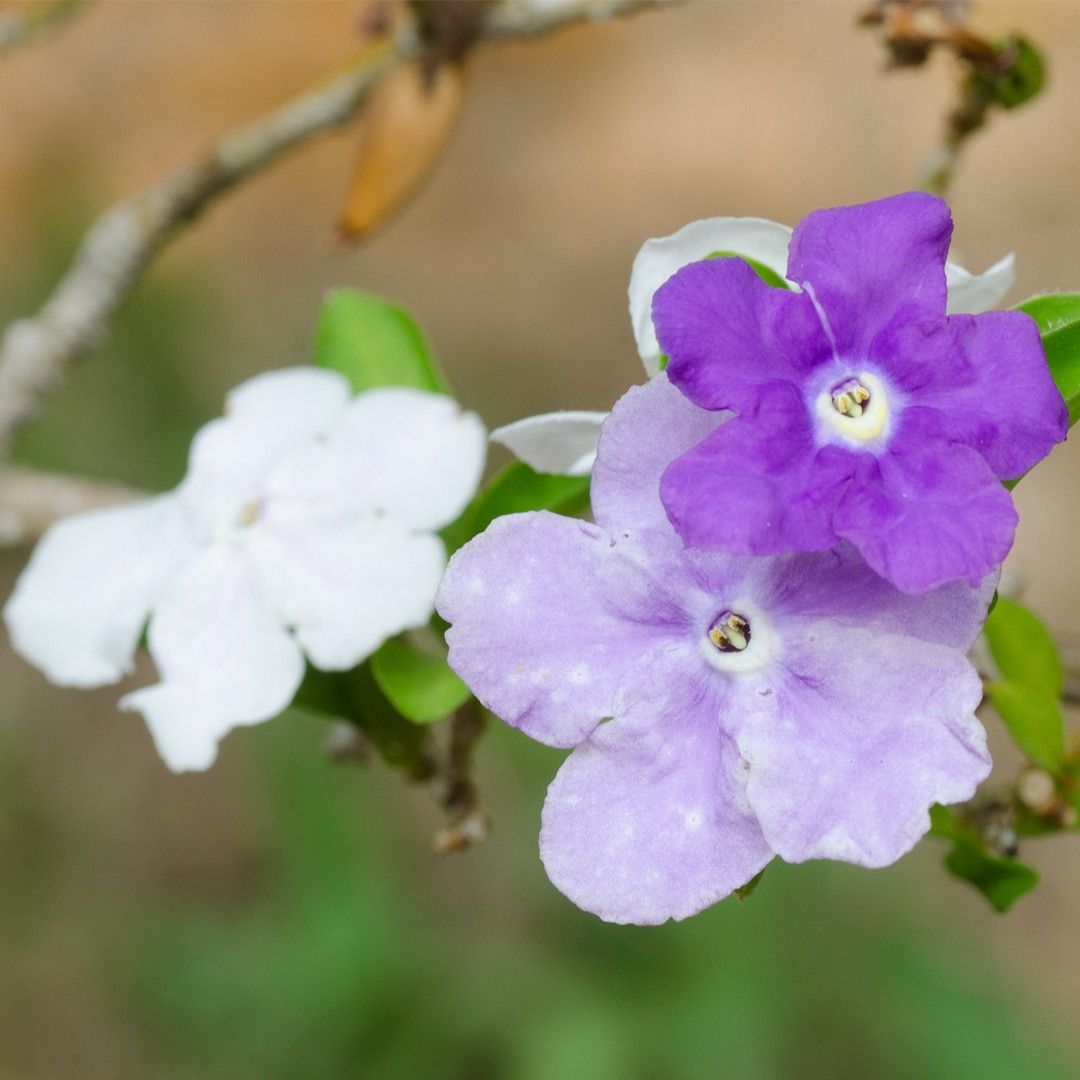 Jazmín Paraguayo (Brunfelsia Australis) - PictureThis