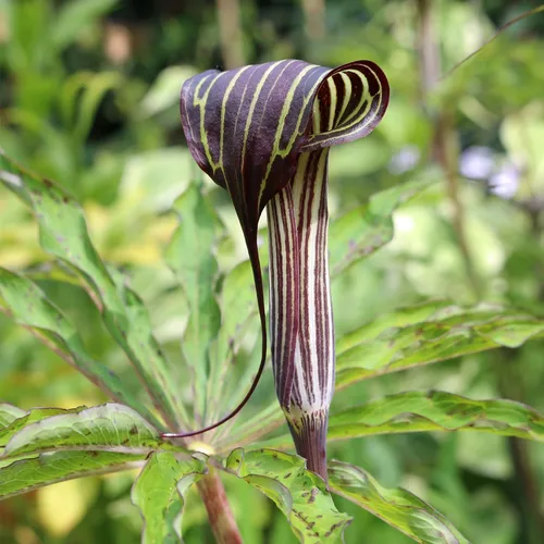 テンナンショウ (Arisaema consanguineum) - PictureThis