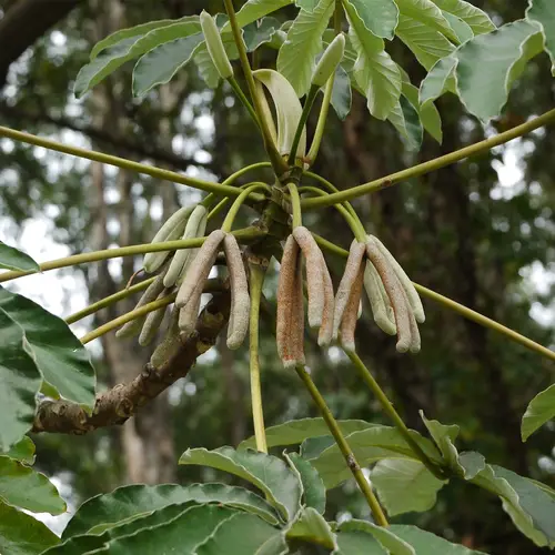 Trumpet tree (Cecropia peltata) Flower, Leaf, Care, Uses - PictureThis