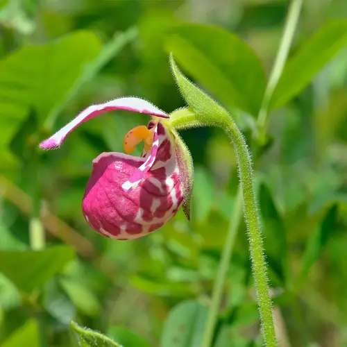 Spotted lady's slipper