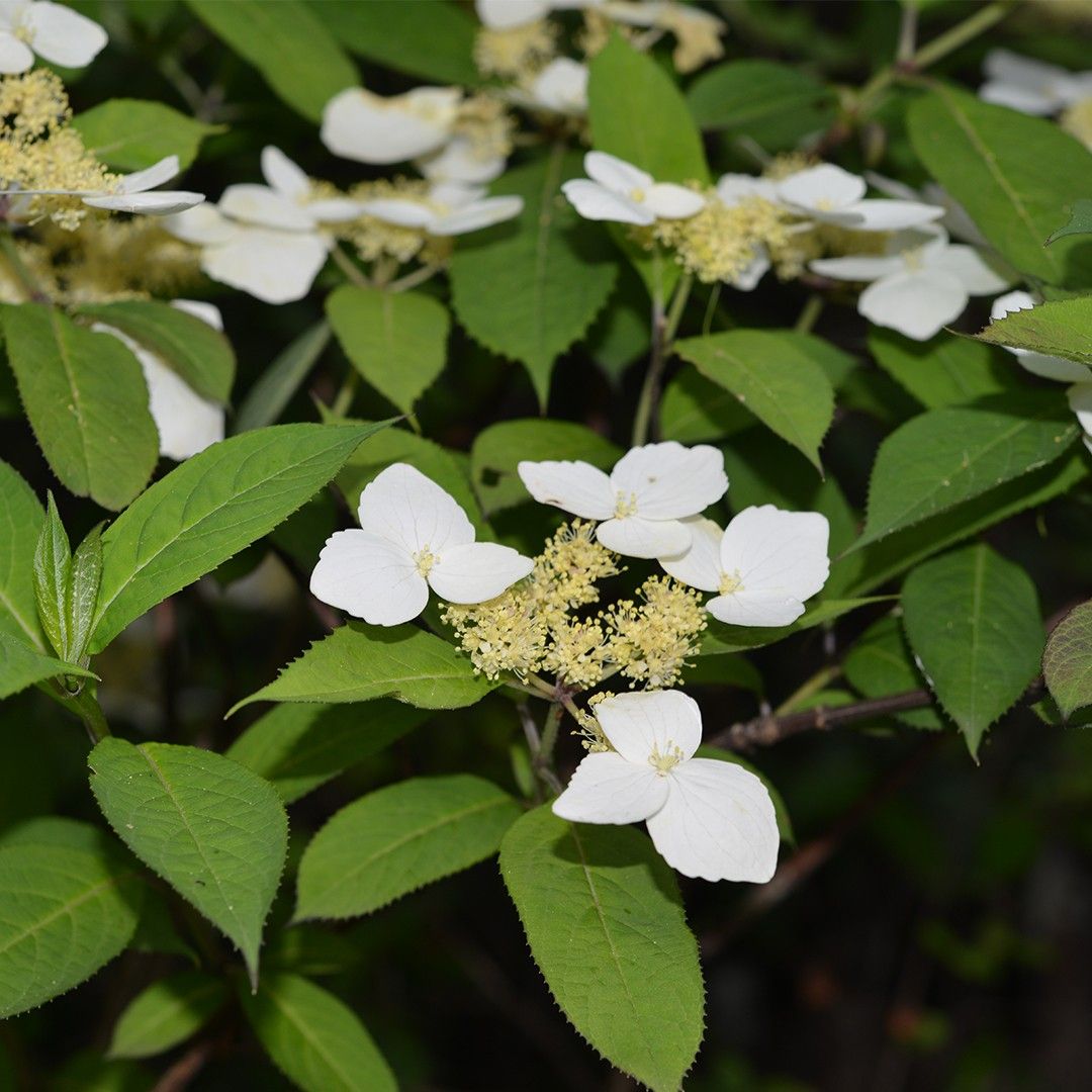 カラコンテリギ（唐紺照り木） (Hydrangea chinensis) 花言葉，毒性，よくある質問 - PictureThis