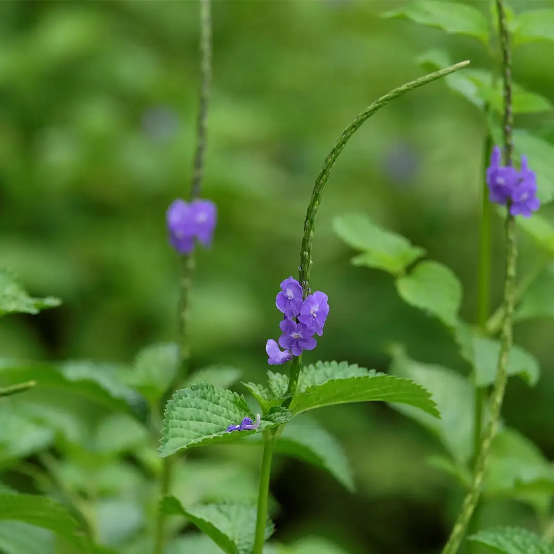 Verveine queue de rat, infusé ou décocté ?