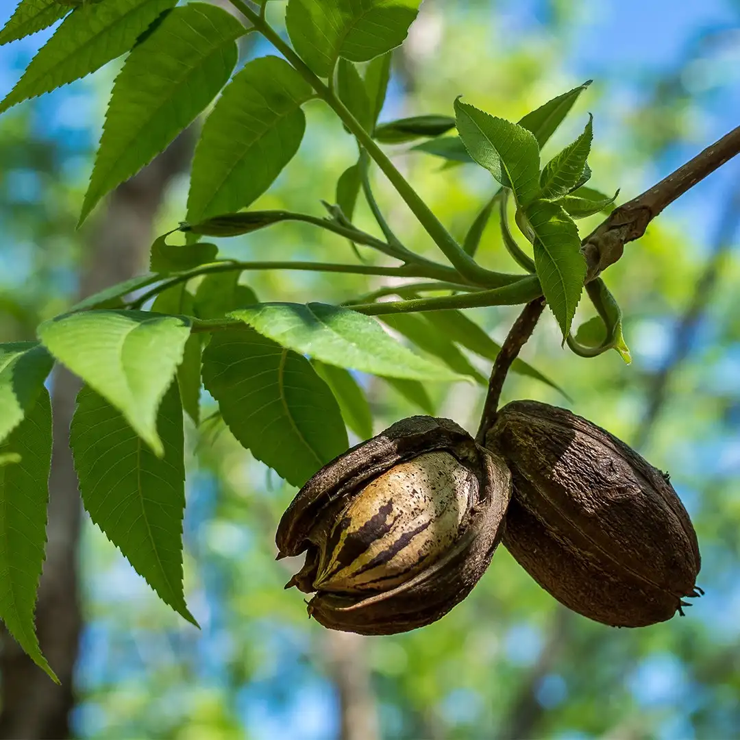 Carya illinoinensis, pacanier, noyer de pécan : plantation, culture