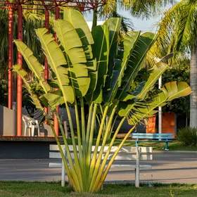 タビビトノキ（旅人の木）の判定方法 (Ravenala madagascariensis)